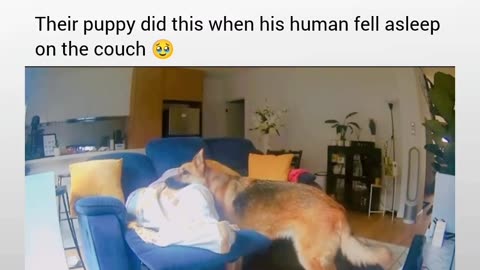 Cute dog movment capture in video part 5