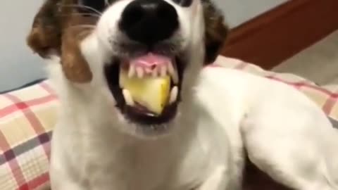 Funny Dog - funny animals video #shorts Funny #TIKTOK Dog Videos