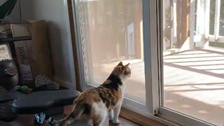 Cats Checking Out Neighbor Cat