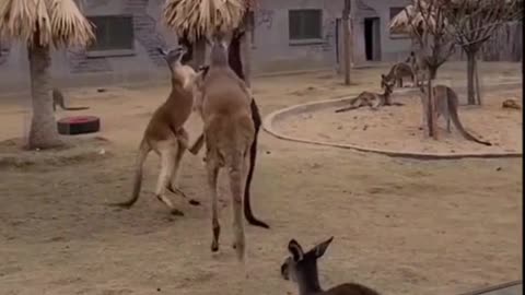 Funny Fight of Kangaroos & Dog Race - 2021