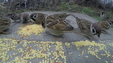Eating Birdseed Placed On A Metal Surface