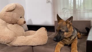 German Shepherd Puppy Pranked By Giant Teddy Bear!