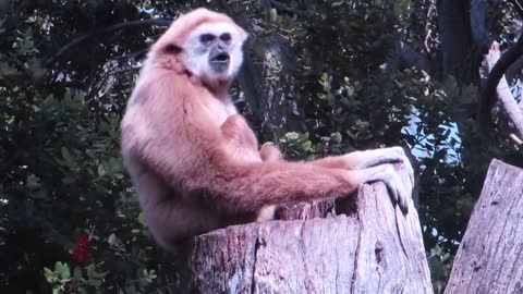 A Gibbon monkey is whooping like my wife ​​🙈