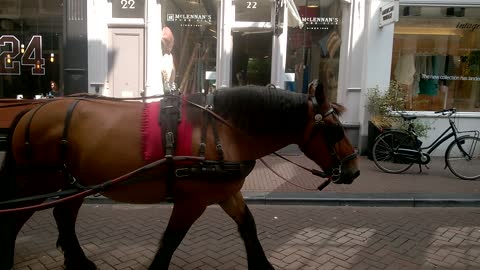 Horse Drawn Carriage in Amsterdam