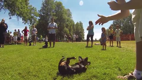 Wiener Dog Race Ottawa Wiener-Paw-Looza - Crusoe the Celebrity Dachshund