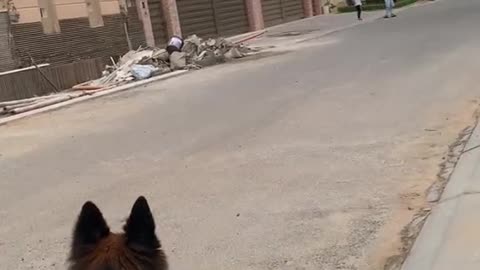 Cute max is playing football with kids 🐕❤️