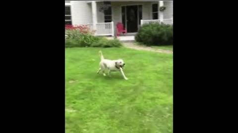 Dog who loves the lawn