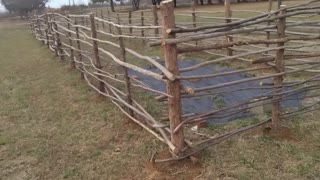 Brian's Colonial Sapling Fence