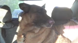 Doggy Back talking owner while getting scolded