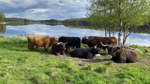Highland Cattle bulls 28th of May 2022