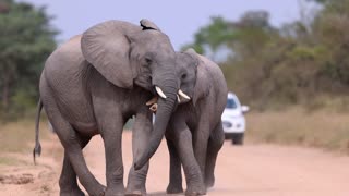 Elephants fight