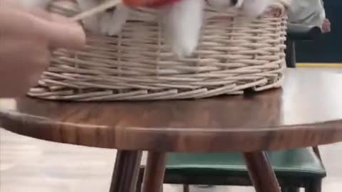 funny cats and baby cats best funny comedy videos try not to laugh challenge