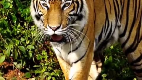 Bingol Tiger 🐯 || Power Full Animal in the world