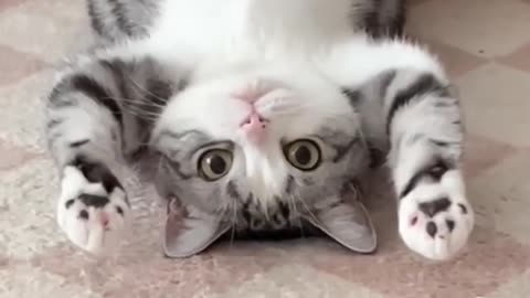 Funny kittens