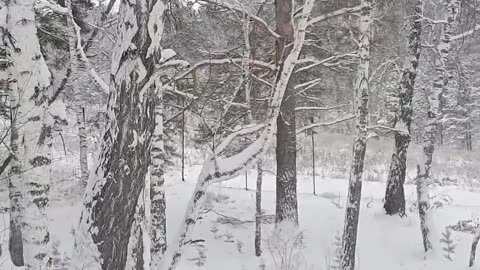 Panthers_on_a_birch_tree😸🐾(1080p60)