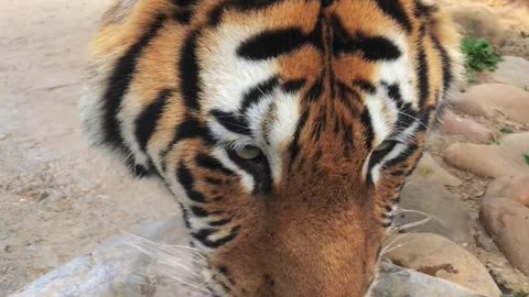 Tiger Drinking Water