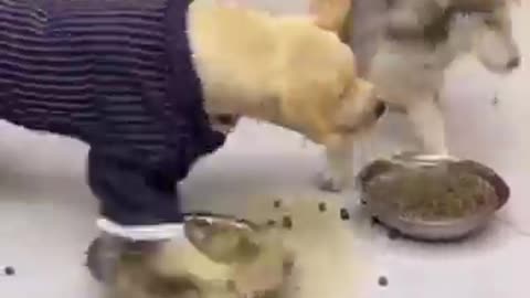 Dogi funny animals video