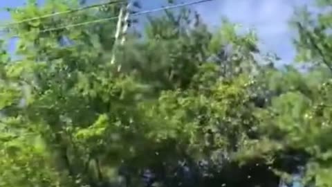 trimming roadside tree s tree trimming viral video please support me