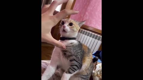 Top Funny Animals | Cats & Dogs