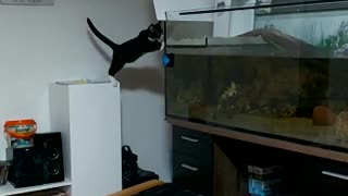 My cat tries to catch the turtle