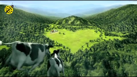 Funny cow dancing