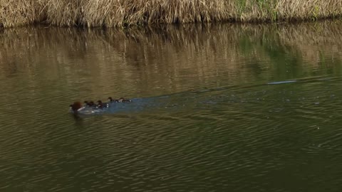 Duck Family Ducks Series Water Chicks Swim