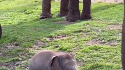 Elephant Baby scolded by mom for wandering off🤣🤣 #elephant #babyelephants #asianelephants #zsl 🐘