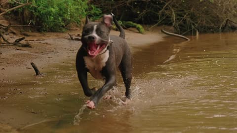 Dangerous Pitbull dog running in water