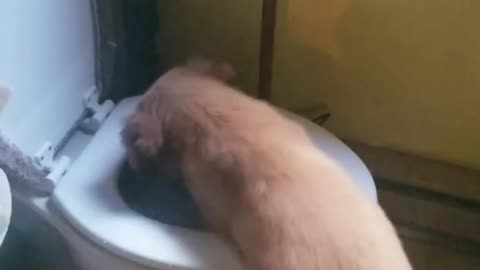 Golden Puppy Dog Paddling In Toilet Bowl