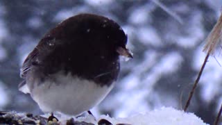 Dark-eyed junco