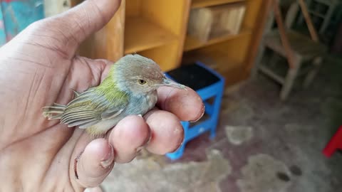 The smallest bird in the world | injured bird