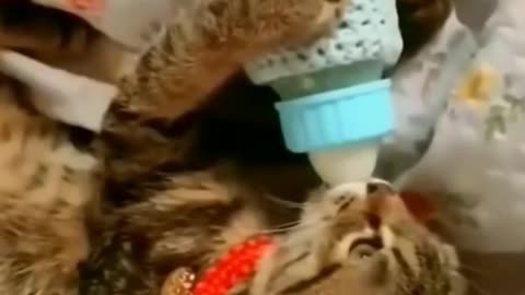 Cute and Funny Cat videos for your smiling 😀