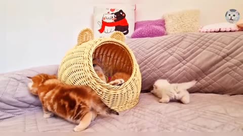 Cutest Kitten Video | Beauty Kitten | princess Kitten | Sweet Kitten