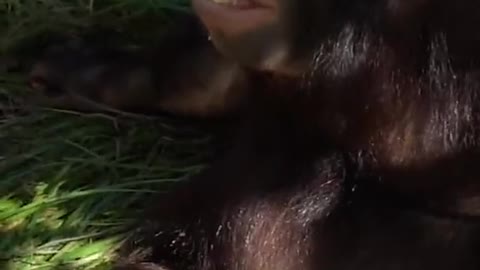 orangutans