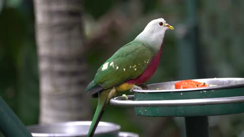 CatTV: Green Bird