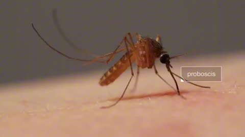 How Mosquitoes Use Six Needles To Suck Youe Blood