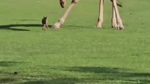 Adult giraffe playing with baby deer