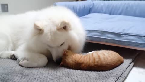 Smallcat play with funy dog