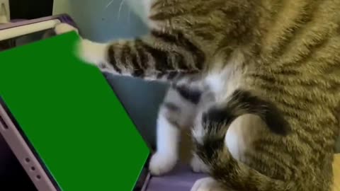 Funny Cat Plays with iPad - Can't Stop Laughing!