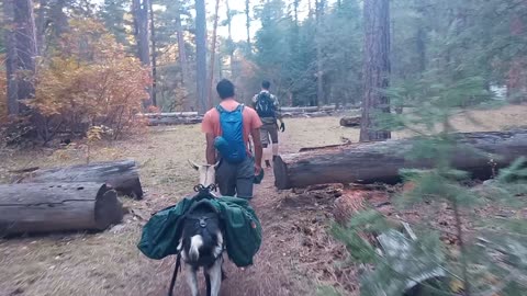 No log too big! Goat pack day trip to a wild hot spring