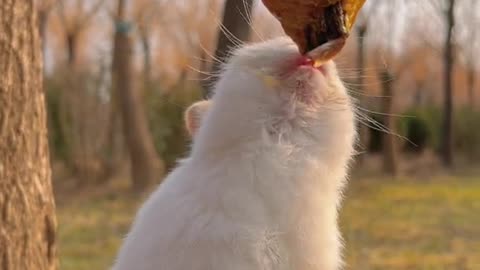 Cute Rabbit Eating honey🍯 #animal lovers