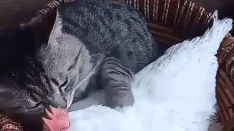 Cat and chicken live together