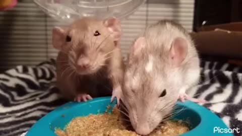 Rats have a Slap fight over Food