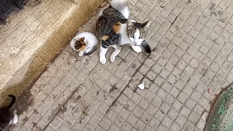 Cat mother with her baby