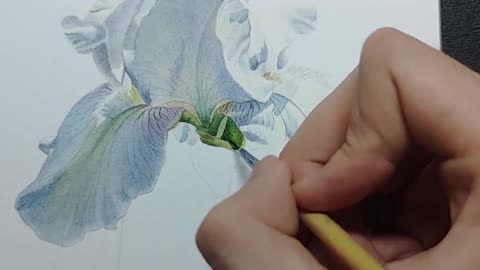 [Watercolor] White Iris in Summer Flower Story System Lesson 10