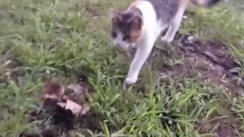 Cat Leads Owner to Pile of Cold Baby Squirrels