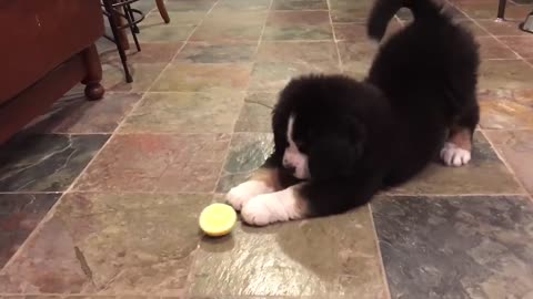 Bernese Mountain Dog Puppy vs Lemon