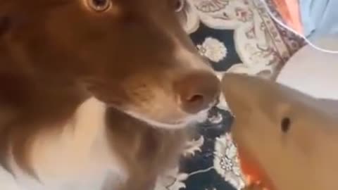 Cute and Funny Puppies Reaction Videos # Smart Dog # Lovely Pet #shorts