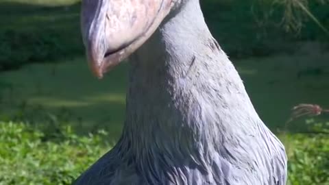 THIS IS THE SHOEBILL STORK!
