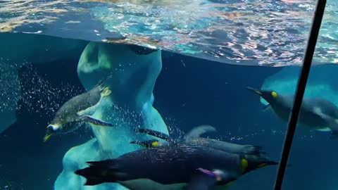 Pinguim Aves Marinhas Pássaro Nadar Embaixo Da Agua